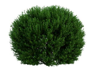 green grass isolated on white background