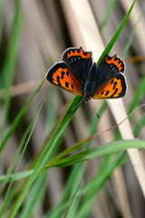 Kleiner Feuerfalter // Small copper (Lycaena phlaeas) - Peloponnes, Griechenland