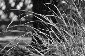 Black and white close-up of tall grass blades swaying gently