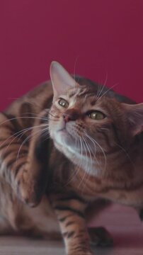 A Playful Bengal Cat is set against a Vibrant and Colorful Background that shines with life
