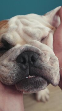 An adorable bulldog being pampered and spoiled by its caring and affectionate owner