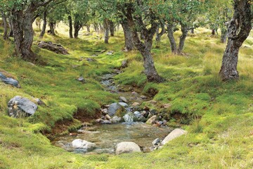 Lush, mossy meadow with a creek flowing through a grove of trees