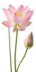 Pink Lotus Flower with Bud Delicate Petals on transparent background