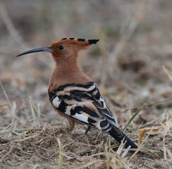 Birds of South Africa