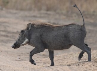 warthog in the wild