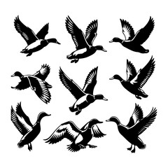 Obraz premium A beautiful flying Mallard Duck set vector art, Mallard Duck silhouette vector illustration, Mallard Duck line art vector icon design 