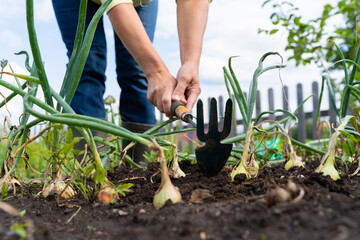 Adult gardener growing onions in backyard vegetable garden. Natural eco farm