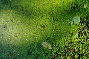 Green Duckweed Covering Pond Surface with Floating Leaves