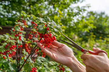 Hands cutting ripe redcurrants on a bush in a lush garden. Plant care, harvest