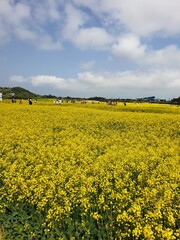 yellow rapeseed field