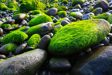 close-up moss at stone and water with freshness green