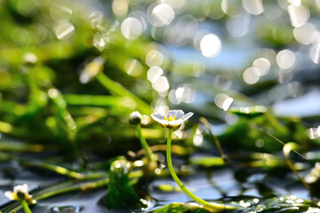 梅花藻の白い花