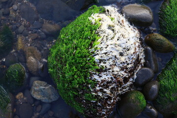 close-up moss at stone and water with freshness green