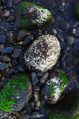 close-up moss at stone and water with freshness green