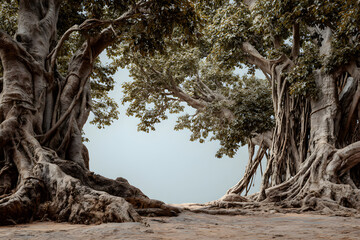 Majestic Banyan Tree with Intricate Exposed Roots: A Symbol of Nature's Strength and Resilience in Vibrant Greenery and Serene Landscape Setting