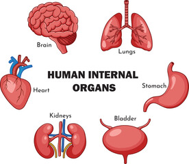 Human Internal Organs Vector