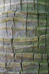 Beautiful close-up of the bark of dictyosperma album