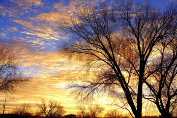 Golden sunrise sky, silhouettes of bare winter trees