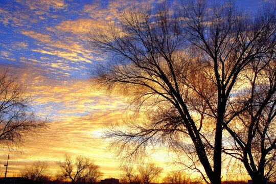 Golden sunrise sky, silhouettes of bare winter trees