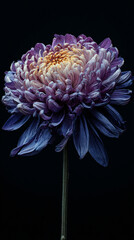 Vibrant and Colorful Flowers: A Striking Contrast on a Dark Background
