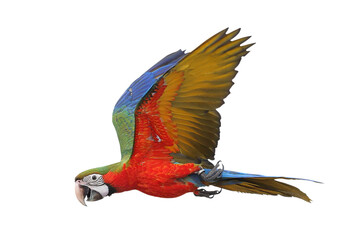 Colorful flying Harlequin Macaw parrot isolated on transparent background png file	