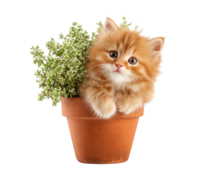 Cute kitten, orange fur, sitting in brown clay pot with green plant, isolated on transparency background, adorable and playful expression, perfect for pet and nature themes