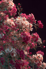 A Lush Celebration of Nature: Discover the Enchanting Beauty of a Bush Dotted with Vivid, Colorful Blossoms, Offering a Serene Escape into a Flourishing Floral Wonderland