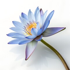 Elegant Blue Water Lily Blossom with Yellow Center Isolated on White