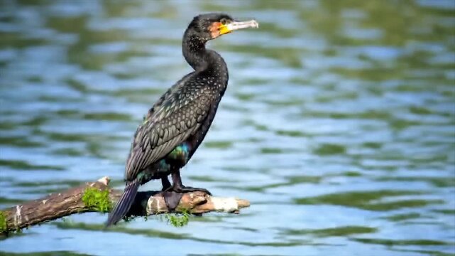 Cormorant perched on a branch showcasing iridescent plumage. High-resolution wildlife photo of a cormorant in natural habitat. Elegant cormorant bird profile with detailed feathers and water backdrop.