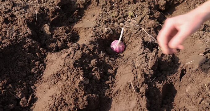 a large amount of garlic planted in a row in the field during sowing , soil preparation and garlic for planting during farming in the garden in the spring