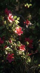 A Lush Celebration of Nature: Discover the Enchanting Beauty of a Bush Dotted with Vivid, Colorful Blossoms, Offering a Serene Escape into a Flourishing Floral Wonderland