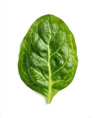 Fresh Spinach Leaf with Water Droplets on White Background for Healthy Eating Concept