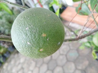 fruit on a tree