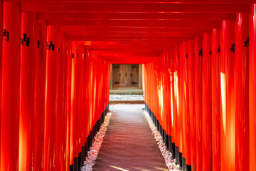 A mystical tunnel of sacred red torii gate with dramatic light and shadows at Kanesaki Inari Shrine, a subsidiary of Taga Taisha. Shiga, Japan. Japanese translation: Dedication.