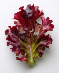 Close-Up of Fresh Red Leaf Lettuce with Dew Drops on White Background Isolated