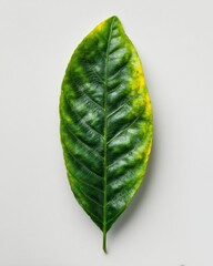 Vibrant Green Leaf with Yellow Edges on Minimalist White Background in Natural Light