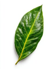 Vibrant Green Leaf with Prominent Veins Isolated on Clean White Background