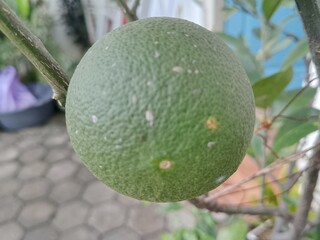 fruit on a tree