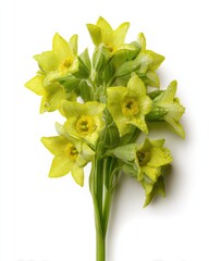 Close-Up of Fresh Dew-Covered Green Flowers on Bright White Background