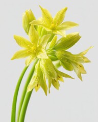 Close-Up of Vibrant Yellow Star-Shaped Flowers with Dew Drops on Light Background