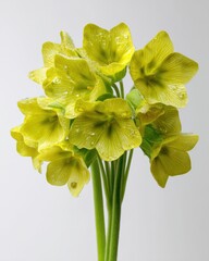 Vibrant Yellow Flowers with Dewy Petals Against Clean White Background in Studio Lighting