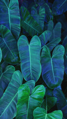 Obraz premium abstract tropical leaf textures on dark tone, natural green background.