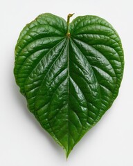 Close-Up of a Single Vibrant Green Leaf with Detailed Veins on White Background