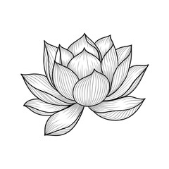 lotus flower vector illustration