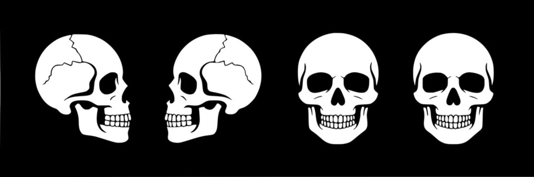 White skull collection on black background. Vector illustration set featuring front and side view, bone structure, teeth. Monochrome graphic design elements for Halloween, gothic, anatomy, death theme - Powered by Adobe