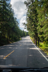 Scenic Road Through Lush Green Forest