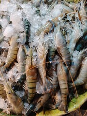 Fresh Raw Tiger Prawns on Ice Display High Quality Seafood for Culinary Delights and Gourmet Recipes
