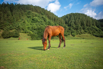 Horse Grazing in a Lush Meadow