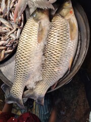 Freshly Caught Rohu Fish on Ice Displayed at a Local Fish Market Ready for Purchase by Customers