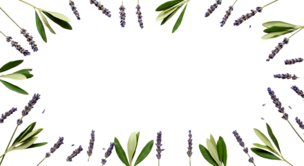 Elegant frame of lavender and olive branches for summer events design